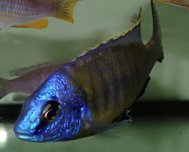 Protomelas sp. 'steveni imperial' Hai Reef